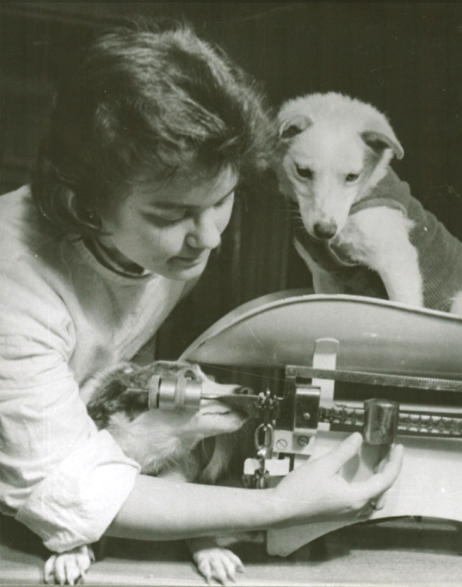 Белка и Стрелка на весах после полёта, масса тела не изменилась